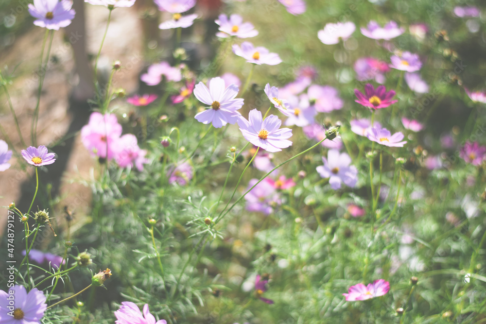 colorful cosmos flower field background colorful cosmos flower field background