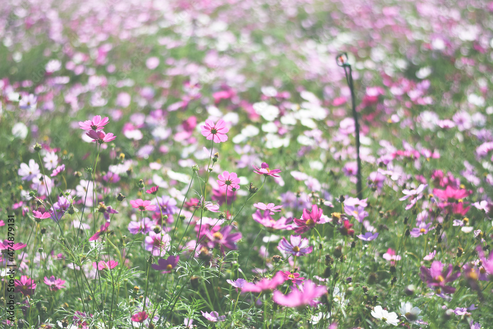 colorful cosmos flower field background colorful cosmos flower field background