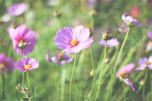 colorful cosmos flower field background 