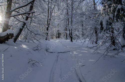 Zima w Bieszczadzkim lesie 
