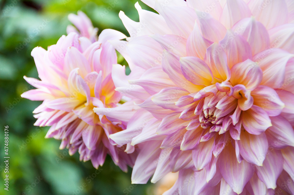 Fototapeta premium two beautiful pink golden dahlia flowers, macro