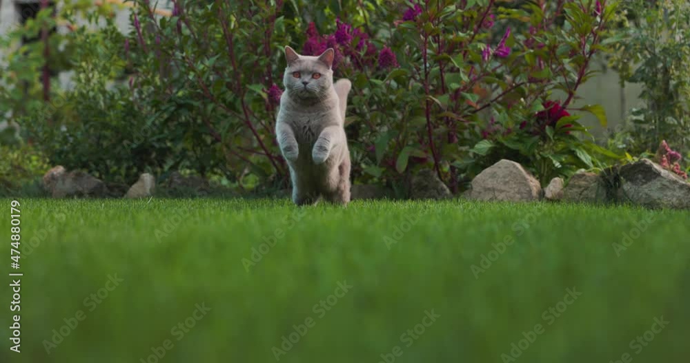 Cute Scottish cat run and jump at lawn in home garden. Scottish cat outdoor