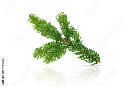 branch of christmas tree isolated on white background 
