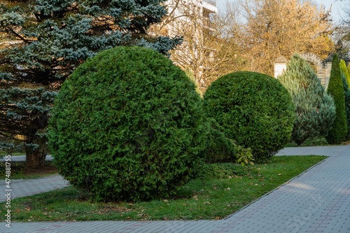 Topiary art in park design. Sheared junipers in autumn park of resort town of Goryachy Klyuch. Close-up. Evergreen landscape park. Nature concept for design. photo