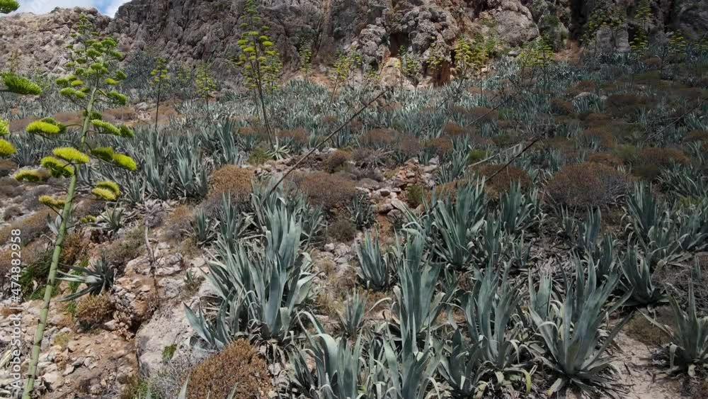 View of the rocky desert with agave plants. View of the rocky desert with agave plants.