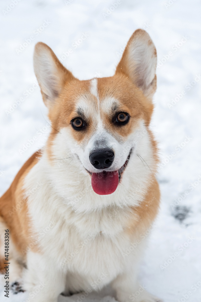Welsh Corgi Pembroke in the winter forest. Winter walk. Outdoor fun.