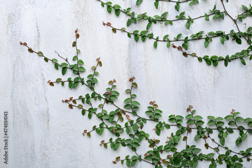 leaves on wall