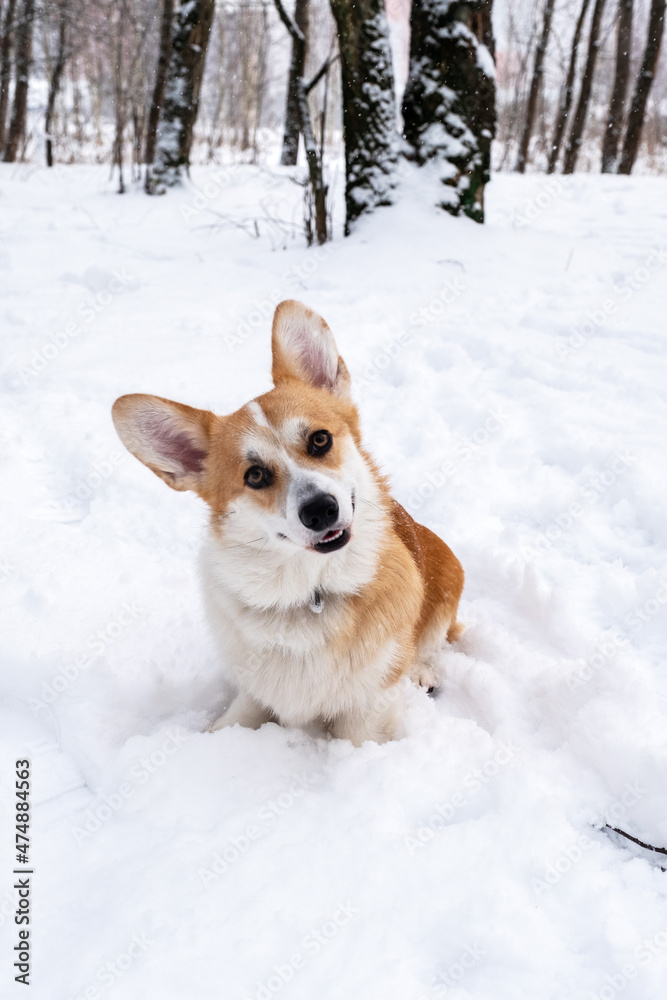 Welsh Corgi Pembroke in the winter forest. Winter walk. Outdoor fun.