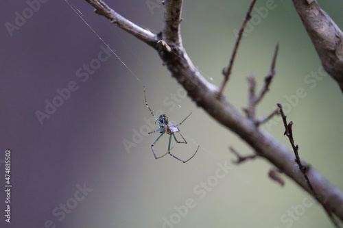 Macro image of spider in Australian bushland
