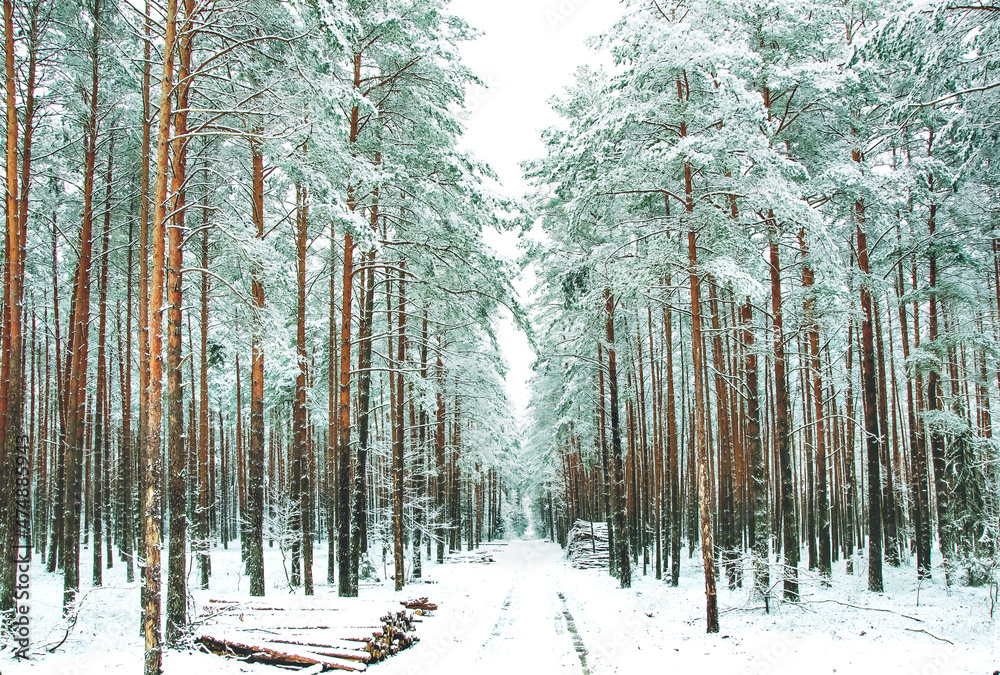 Naklejka premium A frosty day in a snow-covered coniferous forest. Winter road through a snow-covered forest. the concept of winter recreation. winter wallpaper. The atmosphere of winter holidays. landscape