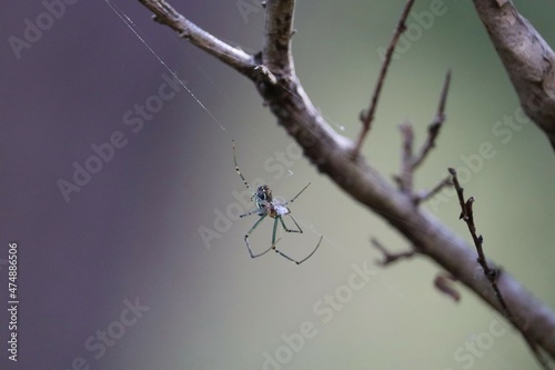 Macro image of spider in spider web in Australian bushland