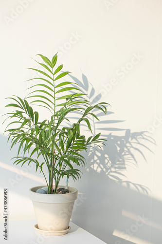 Fototapeta House plant palm tree in a white pot on a white table.