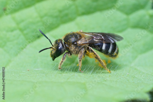 Detailed closeup of female furrow banded sweat bee, Lasioglossum zonulum , on a green leaf © Henk