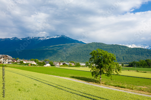 Fototapeta Naklejka Na Ścianę i Meble -  A tree at the edge of a path leading to the town of Gresy sur Isere in Europe, France, Isere, the Alps, in summer on a sunny day.