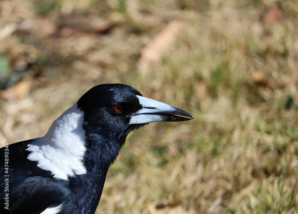 The Australian magpie (Gymnorhina tibicen) is a medium-sized black and white passerine bird native to Australia and southern New Guinea The Australian magpie (Gymnorhina tibicen) is a medium-sized black and white passerine bird native to Australia and southern New Guinea