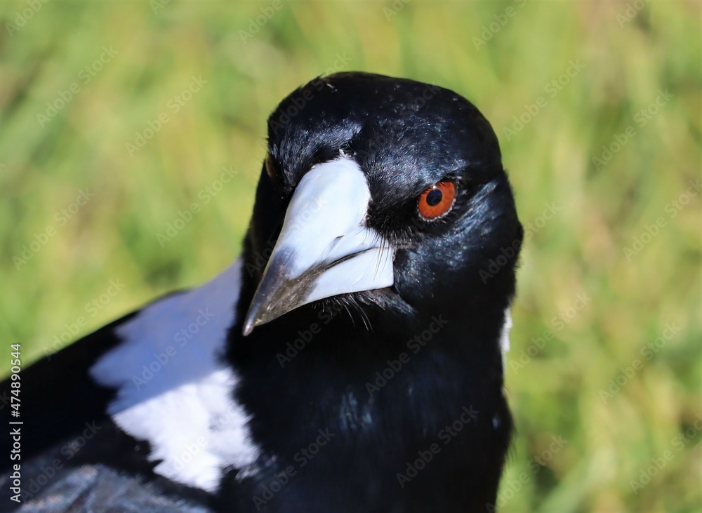 Fototapeta premium The Australian magpie (Gymnorhina tibicen) is a medium-sized black and white passerine bird native to Australia and southern New Guinea