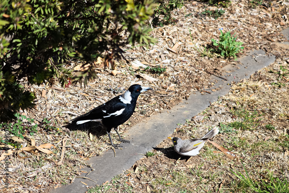 Obraz premium The Australian magpie (Gymnorhina tibicen) is a medium-sized black and white passerine bird native to Australia and southern New Guinea