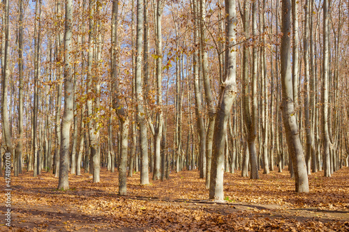 View of the trees of the great park of the Devesa de Girona, Catalunya, Spain