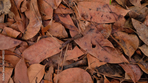 Dry leaves - A background of dry leaf texture, Scattered dry leaves
