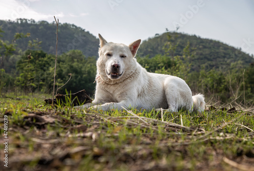 A white dog sitting calmly on Green grass at Forest park in a sunny summer. Selective focus