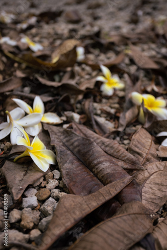 Tropical flowers between brown dry leaves on the ground.