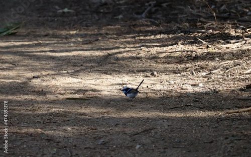 The superb fairywren (Malurus cyaneus) is a passerine bird in the Australasian wren family, Maluridae, and is common and familiar across south-eastern Australia photo