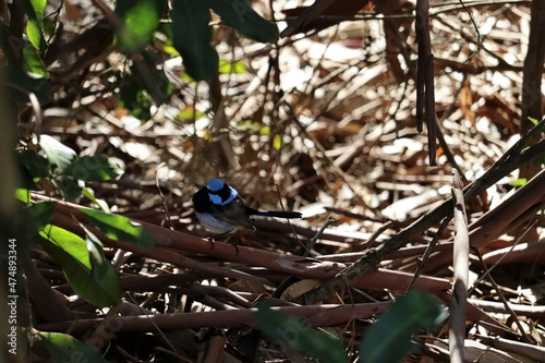 The superb fairywren (Malurus cyaneus) is a passerine bird in the Australasian wren family, Maluridae, and is common and familiar across south-eastern Australia photo