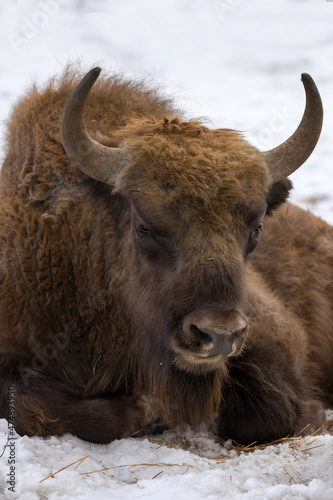 zubr bison close-up on grazing