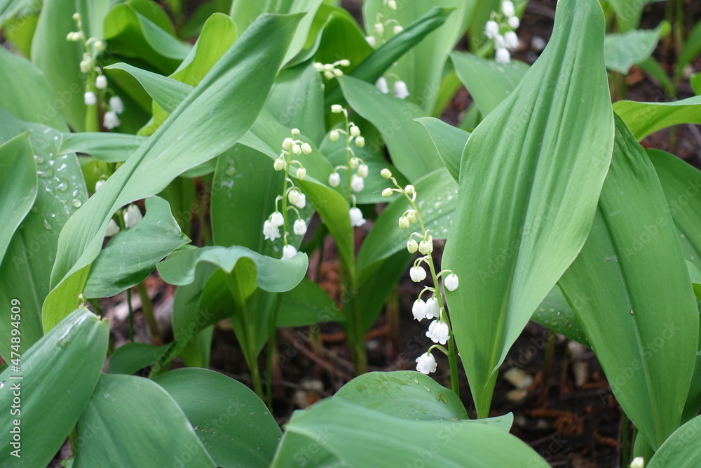 Obraz premium Little white flowers of lily of the valley with droplets of water in May