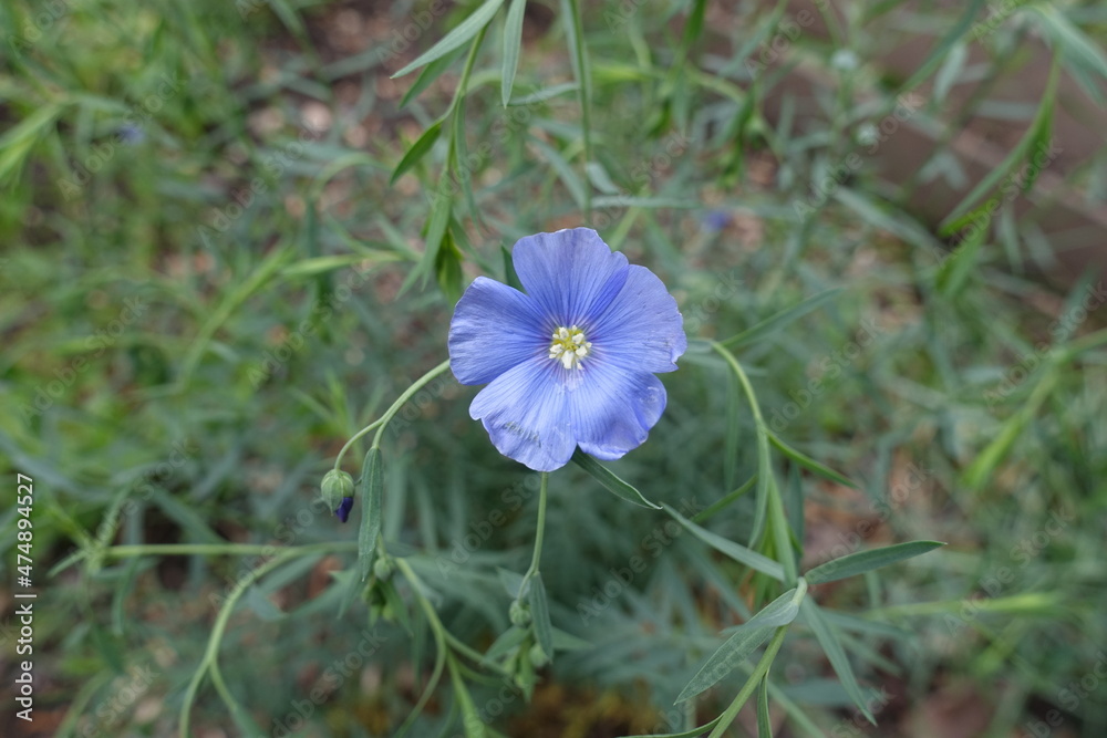 Closeup of light blue flower of common flax in May Closeup of light blue flower of common flax in May