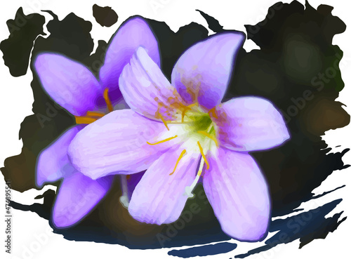 Vector illustration of Zephyranthes grandiflora flower