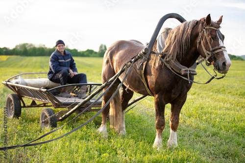 A horse with a cart stands on the field, and a villager sits in the cart. © Светлана Лазаренко