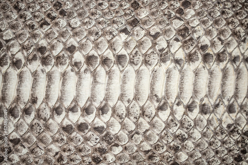 Skin reptile white crocodile skin texture snake background close-up