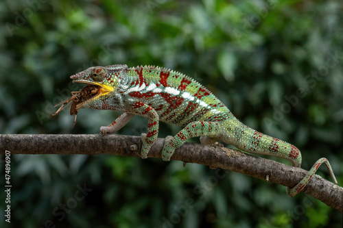 Panther Chameleon - Furcifer pardalis, beautiful colored lizard endemic to Madagascar bushes and rainforest.