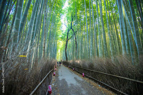 京都府嵐山 竹林の小径