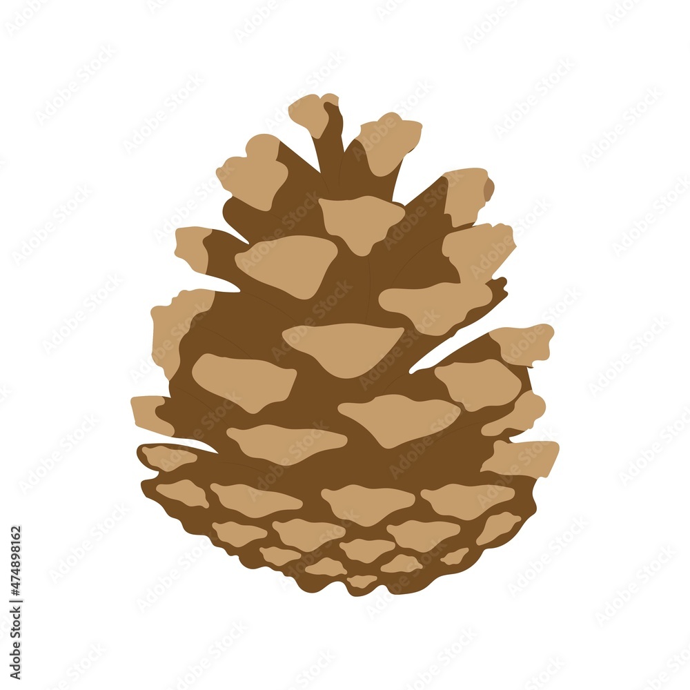 Christmas tree cone. On white background. Christmas tree cone. On white background.