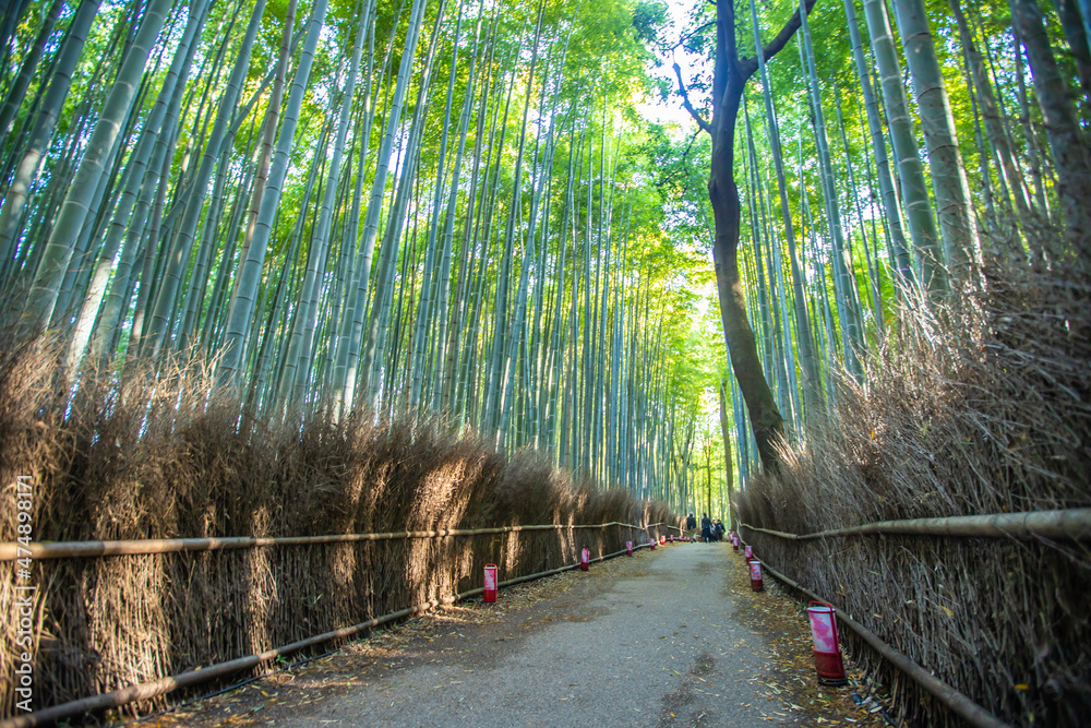 Fototapeta premium 京都府嵐山 竹林の小径
