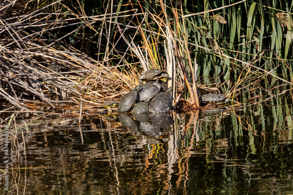 Fototapeta premium The three turtles (Trachemys scripta) sit by the shore close-up