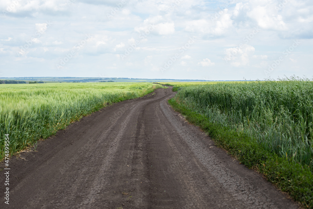 Country road through a field of rye and wheat, a simple earthen road for agricultural transport stretching into the distance
