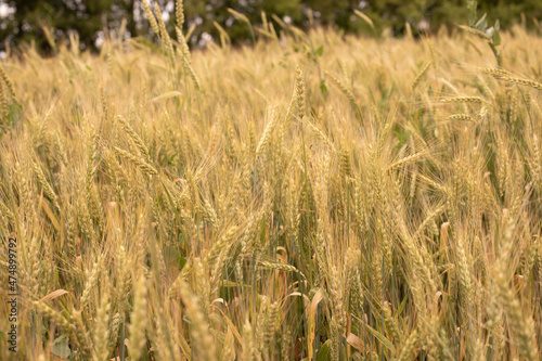 Wheat field with ripe ears of grain horizontal photography photo