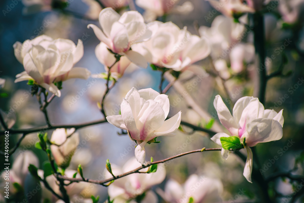 Magnolia spring flowers