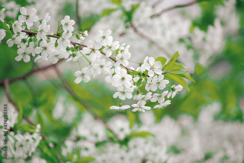 Cherry flowers frame