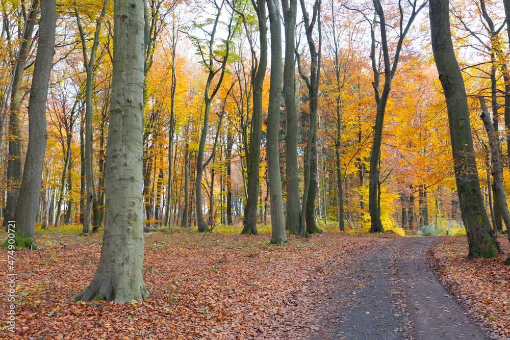 Fototapeta premium Autumn forest scenery in warm light