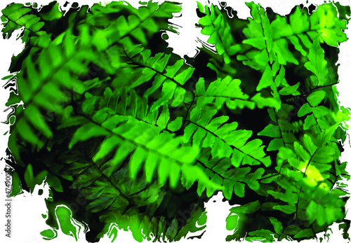 Vector illustration of fern leaves