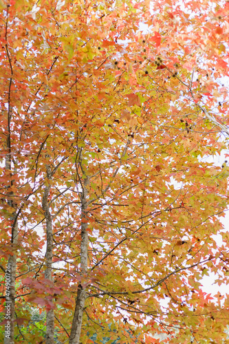 Wallpaper Mural Under autumn colorful maple tree Torontodigital.ca