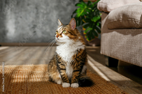 Fluffy siberian cat sitting on the jute wicker rug. Beautiful purebred long haired kitty on the floor near beige textile couch in living room. Close up, copy space, background.