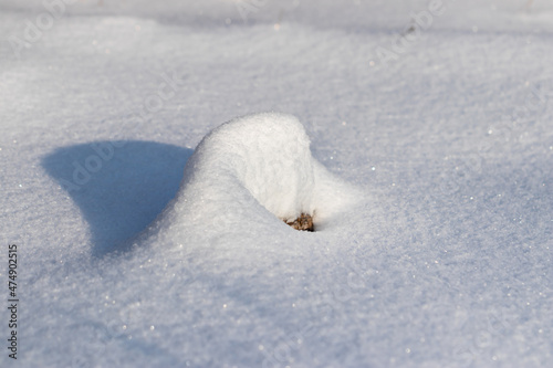An untouched patch of snow in the forest © lunarvogel