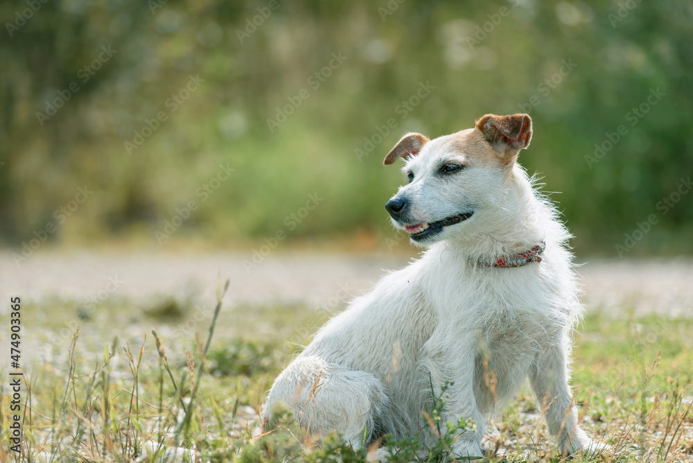 portrait of a beautiful jack russell terrier dog sitting and looking away in nature portrait of a beautiful jack russell terrier dog sitting and looking away in nature