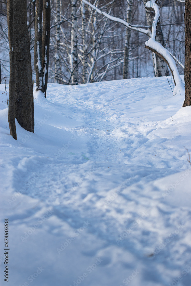 Fototapeta premium Path in winter forest on a sunny day
