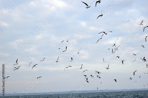 A flock of hungry seagulls flies over the sea.